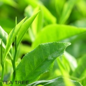 Olio essenziale Tea Tree puro