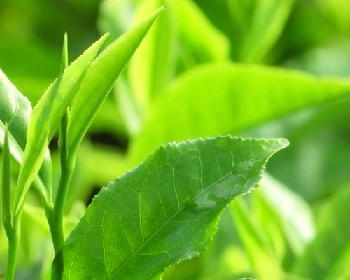 Olio essenziale Tea Tree puro Antos