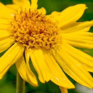 Oleolito di Arnica lenitivo e rilassante La Saponaria