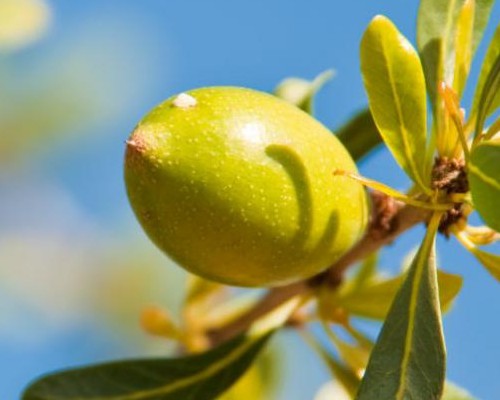 Olio di Jojoba puro, spremuto a freddo Antos