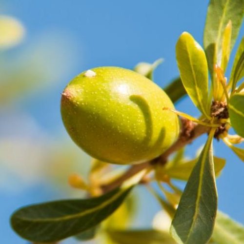 Olio di Jojoba puro, spremuto a freddo Cosmofarma