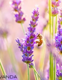 Olio essenziale di Lavanda puro Cosmofarma