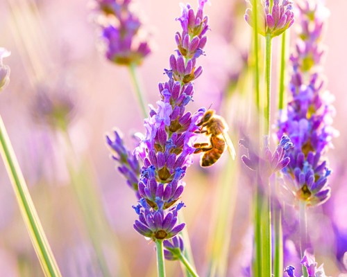 Olio essenziale di Lavanda puro Antos