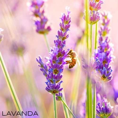 Olio essenziale di Lavanda puro Antos