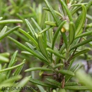 Olio essenziale di Rosmarino puro Antos