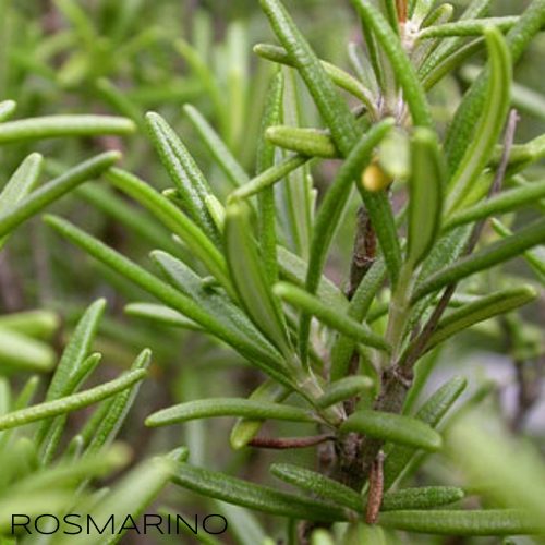 Olio essenziale di Rosmarino puro Antos