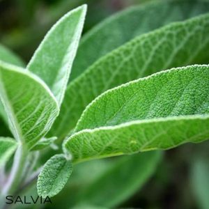 Olio essenziale di Salvia