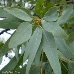 Olio essenziale di Eucalipto puro Antos