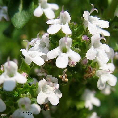 Olio essenziale di Timo bianco puro Antos