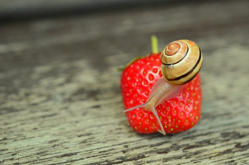 Bava di Lumaca o Siero di Vipera? Ecco tutte le proprietà!