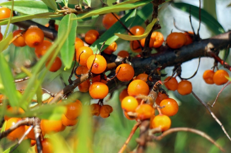 Olivello Spinoso e Q10 anti age: bombe per la pelle matura!