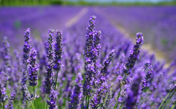 lavanda proprietà cosmetiche