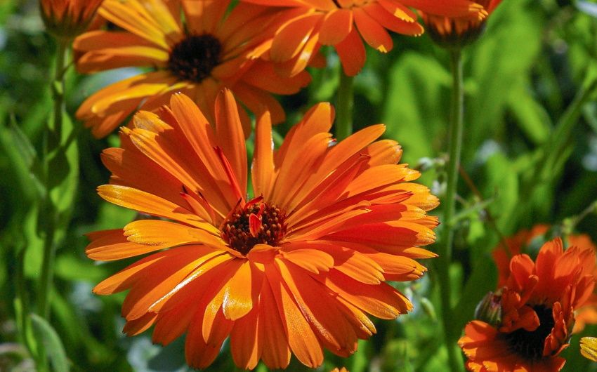 crema alla calendula